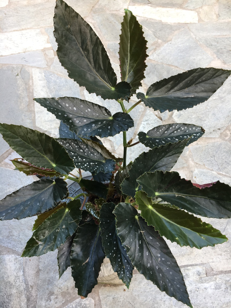 B. ‘Alma Milliken’